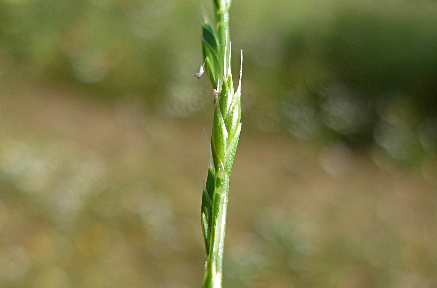 Micropyrum tenellum (L.) Link / Festuca annua